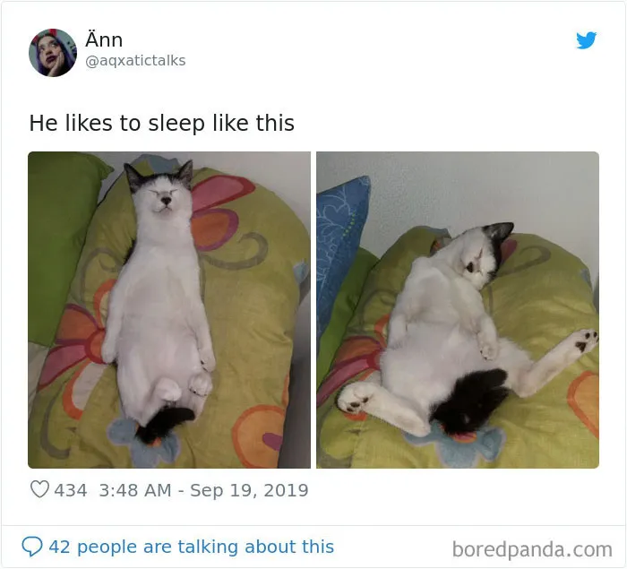30 Weirdo Cats Get Exposed By Their Owners In A Funny Thread