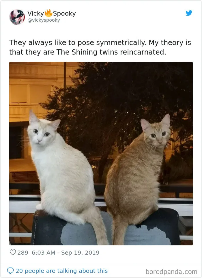30 Weirdo Cats Get Exposed By Their Owners In A Funny Thread