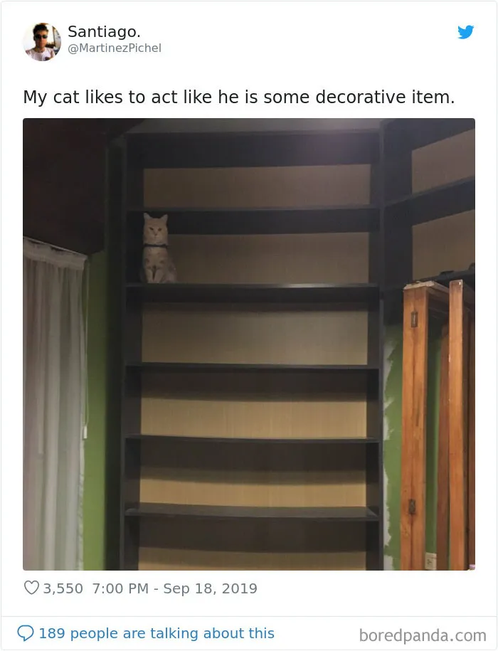 30 Weirdo Cats Get Exposed By Their Owners In A Funny Thread