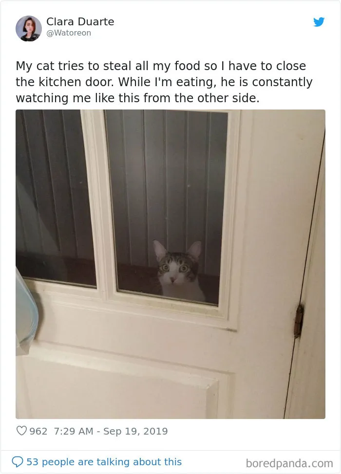 30 Weirdo Cats Get Exposed By Their Owners In A Funny Thread
