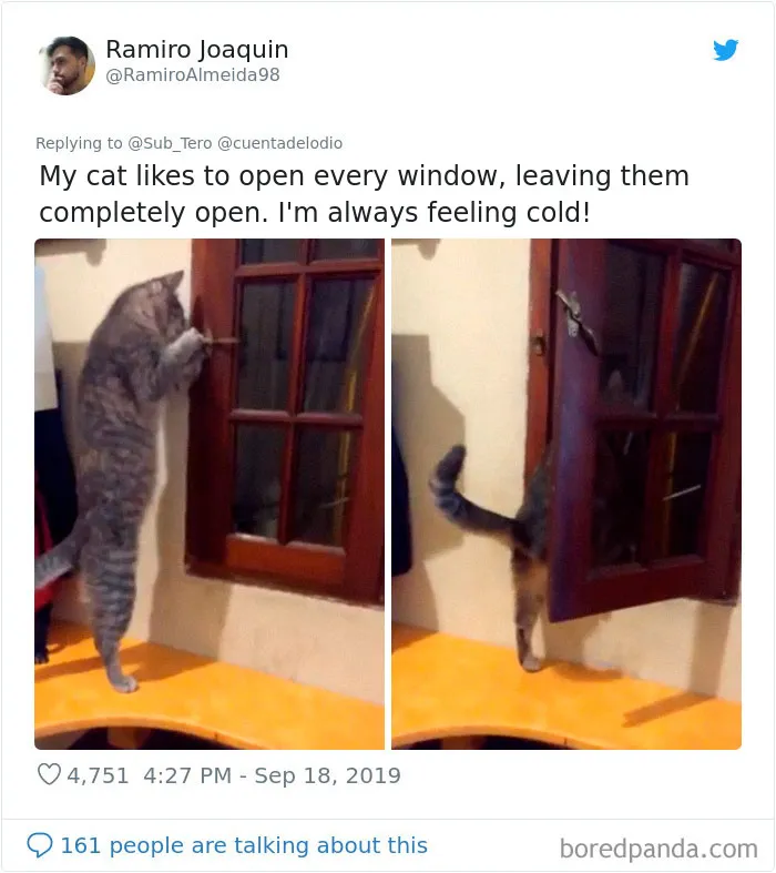 30 Weirdo Cats Get Exposed By Their Owners In A Funny Thread