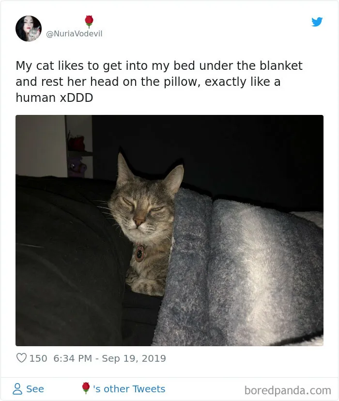 30 Weirdo Cats Get Exposed By Their Owners In A Funny Thread