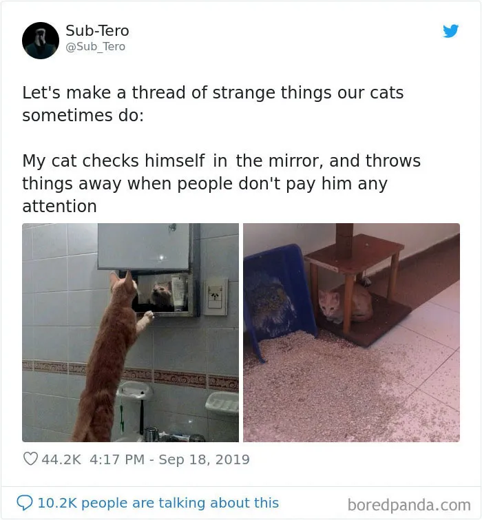 30 Weirdo Cats Get Exposed By Their Owners In A Funny Thread