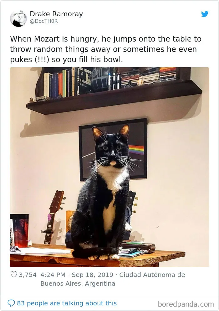 30 Weirdo Cats Get Exposed By Their Owners In A Funny Thread