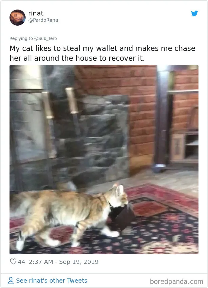 30 Weirdo Cats Get Exposed By Their Owners In A Funny Thread