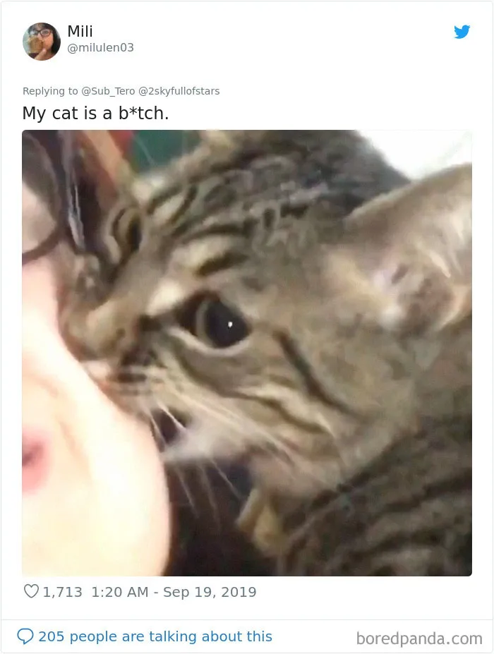 30 Weirdo Cats Get Exposed By Their Owners In A Funny Thread