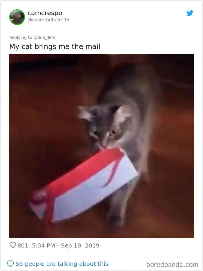 30 Weirdo Cats Get Exposed By Their Owners In A Funny Thread
