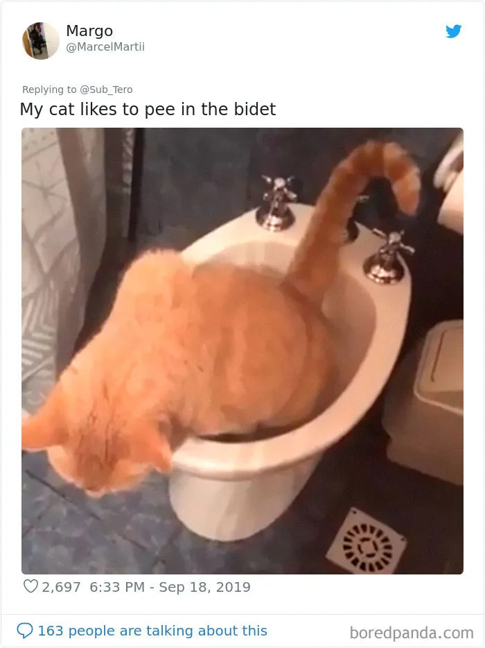 30 Weirdo Cats Get Exposed By Their Owners In A Funny Thread