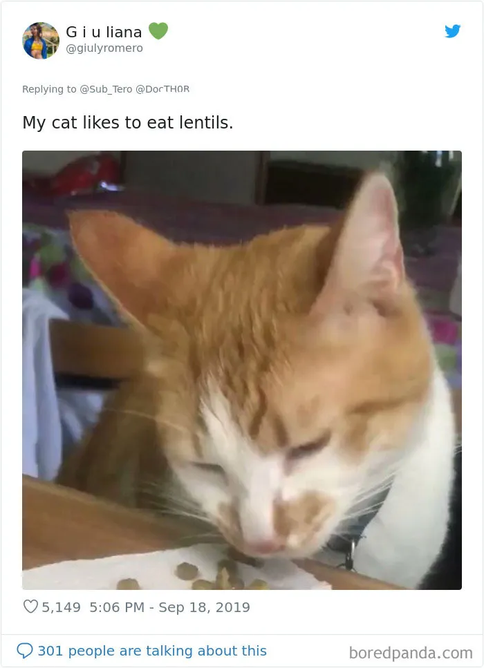 30 Weirdo Cats Get Exposed By Their Owners In A Funny Thread