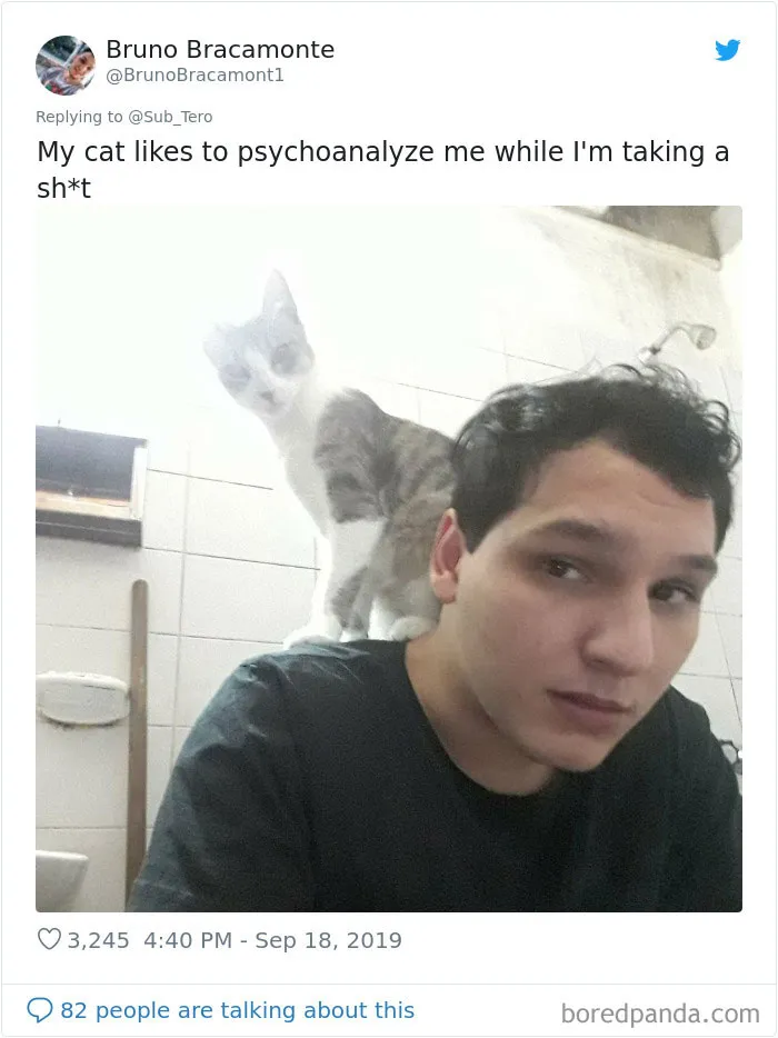 30 Weirdo Cats Get Exposed By Their Owners In A Funny Thread