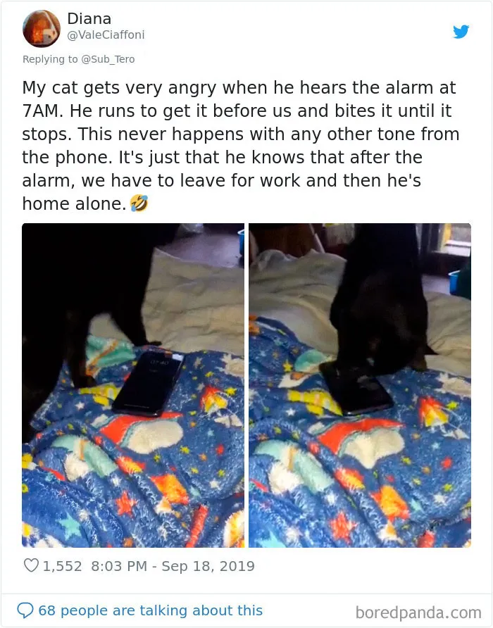 30 Weirdo Cats Get Exposed By Their Owners In A Funny Thread