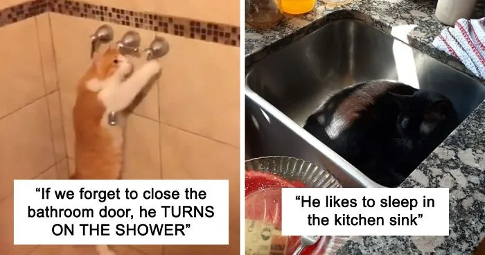 30 Weirdo Cats Get Exposed By Their Owners In A Funny Thread