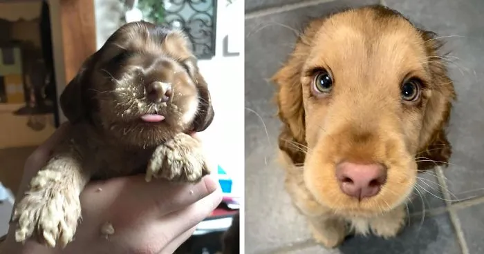 Meet Winnie, The Cocker Spaniel That Looks Like A Real-Life Disney Character