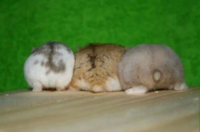 30 Hamster Butts To Add Cuteness To Your Day