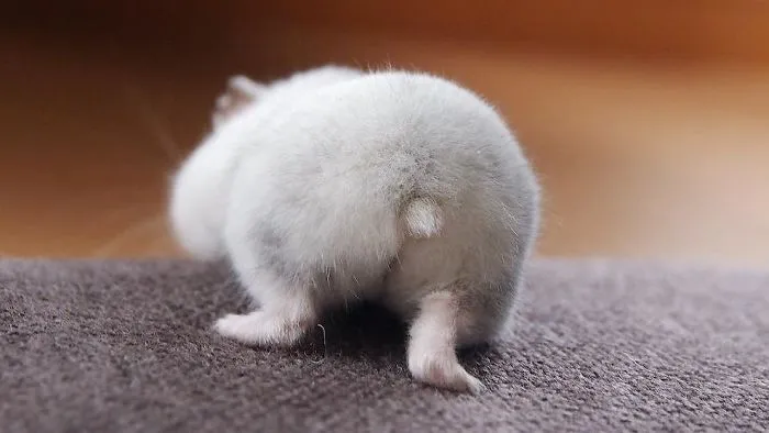 30 Hamster Butts To Add Cuteness To Your Day