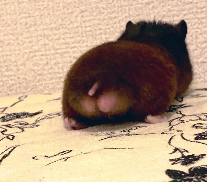 30 Hamster Butts To Add Cuteness To Your Day