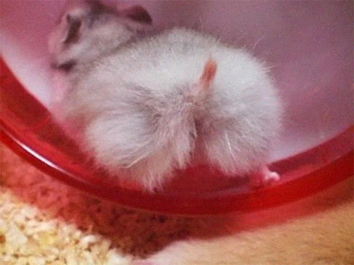 30 Hamster Butts To Add Cuteness To Your Day