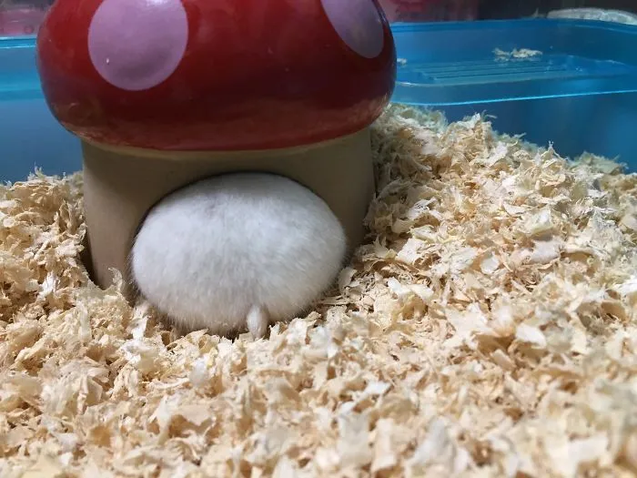 30 Hamster Butts To Add Cuteness To Your Day