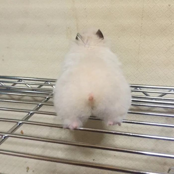 30 Hamster Butts To Add Cuteness To Your Day