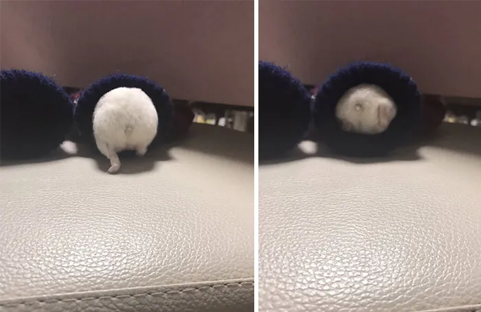 30 Hamster Butts To Add Cuteness To Your Day