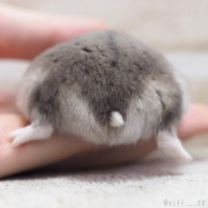 30 Hamster Butts To Add Cuteness To Your Day
