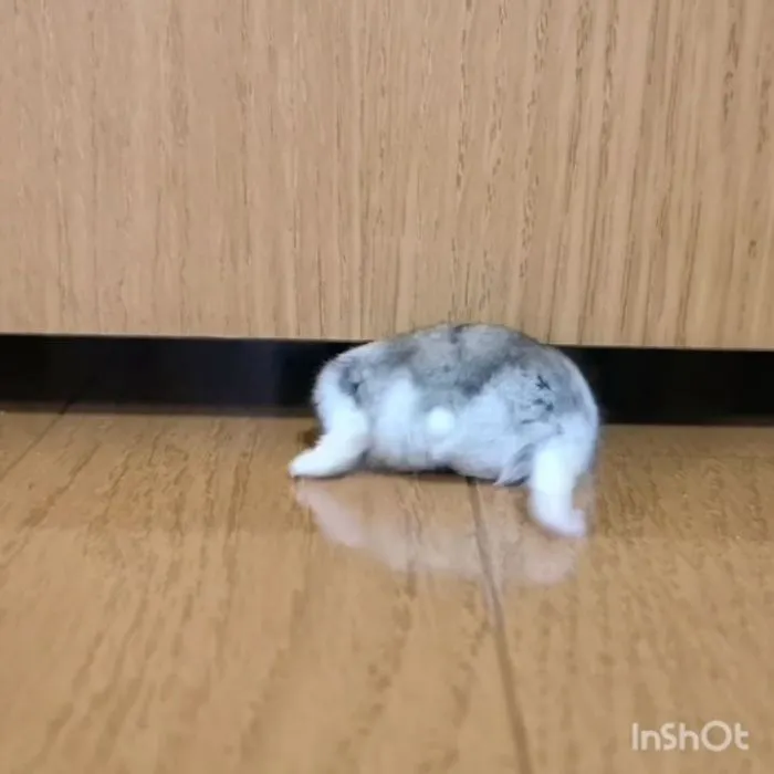 30 Hamster Butts To Add Cuteness To Your Day