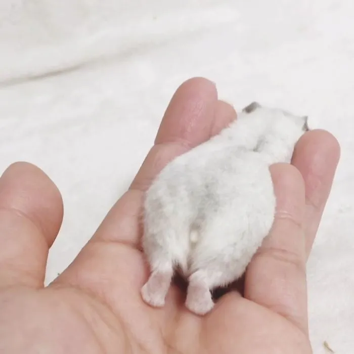 30 Hamster Butts To Add Cuteness To Your Day