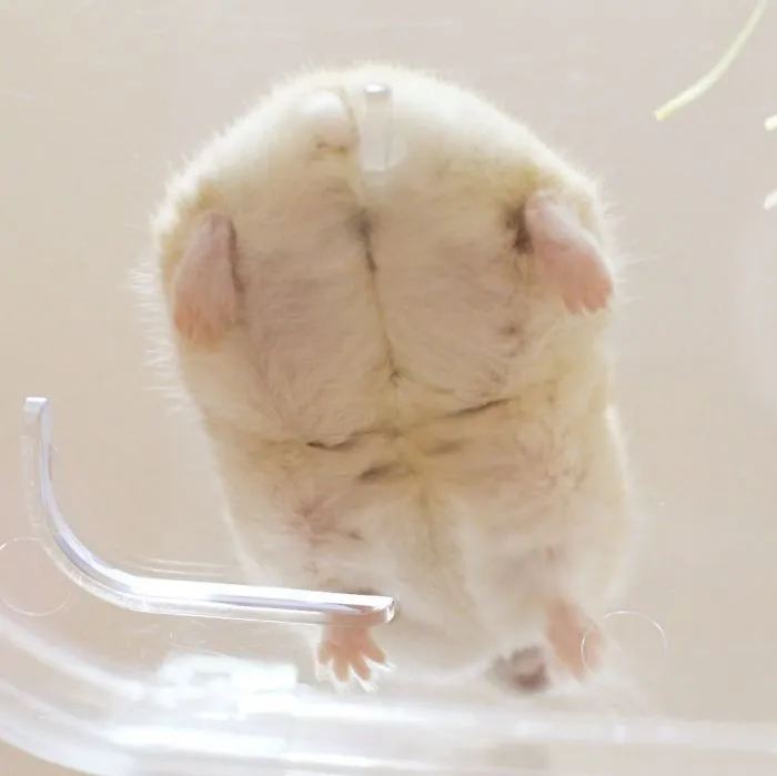 30 Hamster Butts To Add Cuteness To Your Day