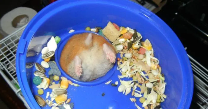 30 Hamster Butts To Add Cuteness To Your Day
