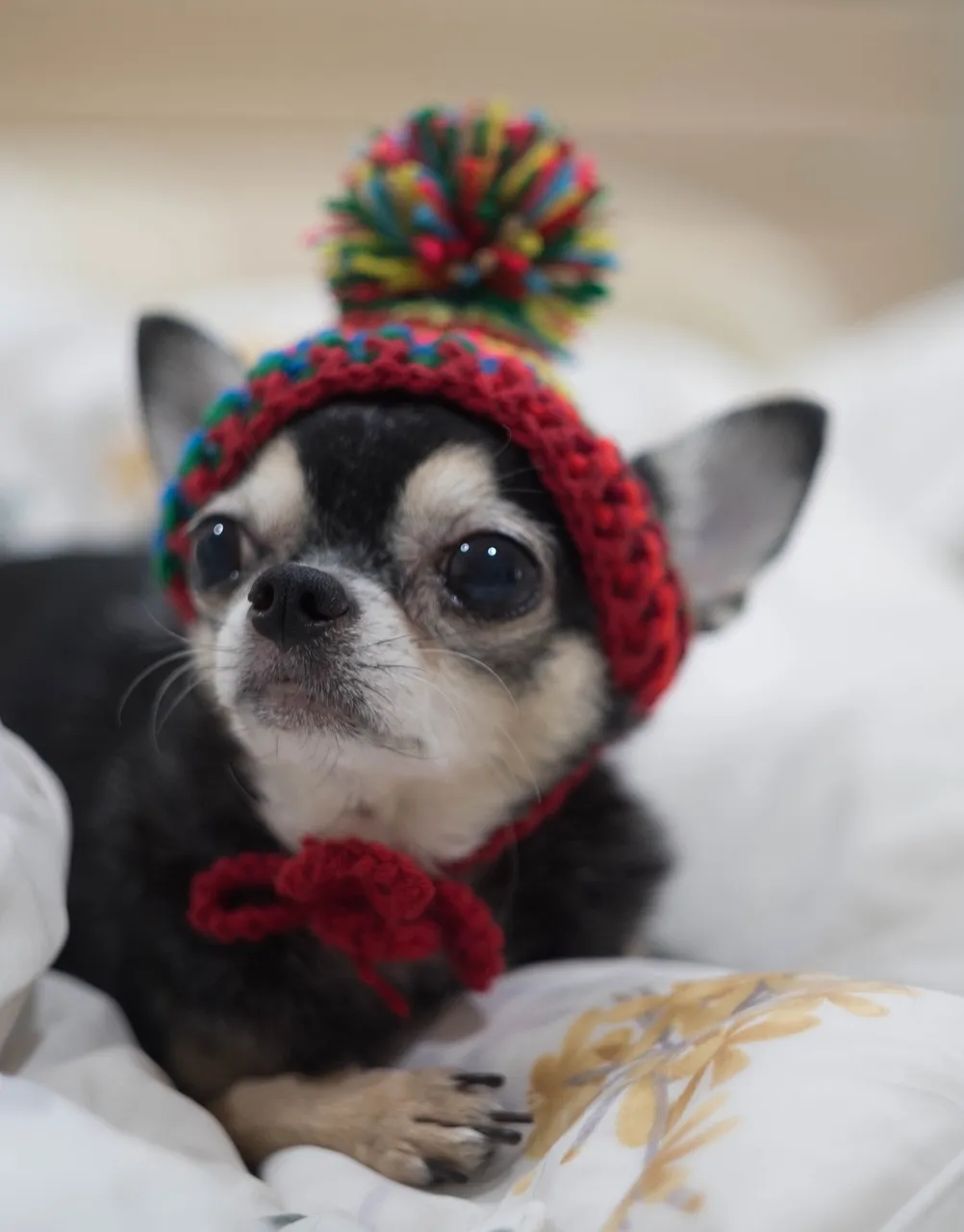Looks So Cute!