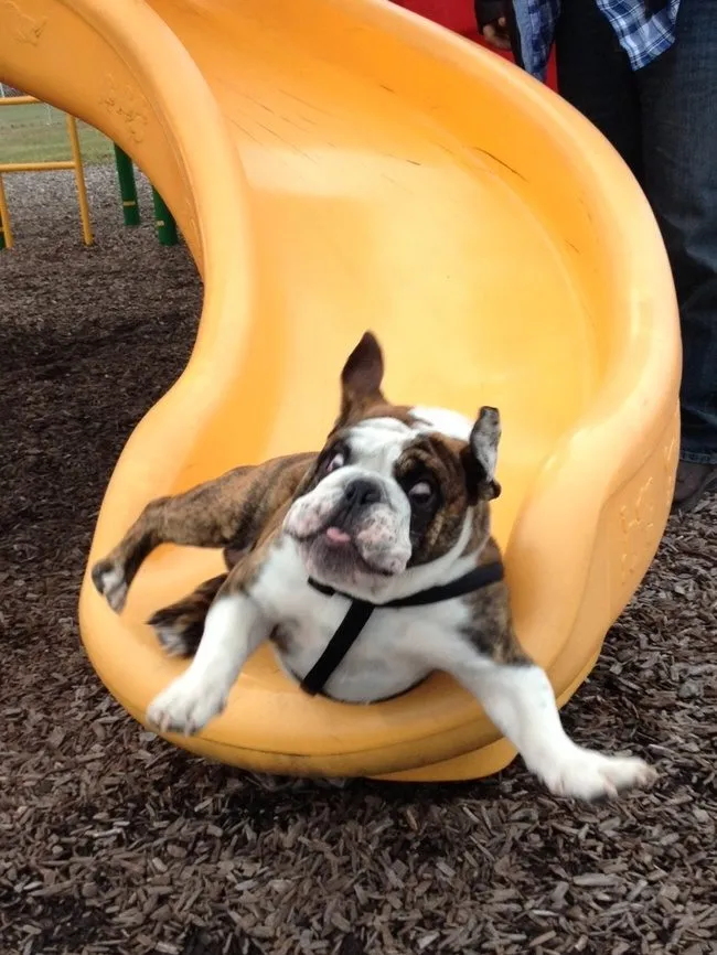 25 Animals That Hilariously Regret For All Of Their Actions