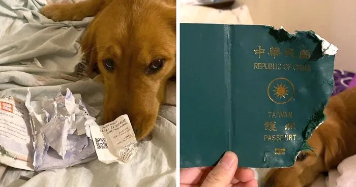 Dog Stops Owner From Going To Wuhan By Destroying Her Passport, Potentially Saves Her