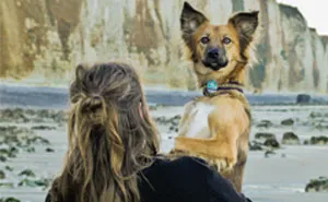 I Adopted Tofu, A Shelter Dog Who Is Often Too Scared To Walk, So I Carry Her Everywhere (30 Pics)