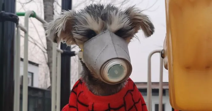 Scared Of Coronavirus, Chinese People Have Started Putting Masks On Their Pets