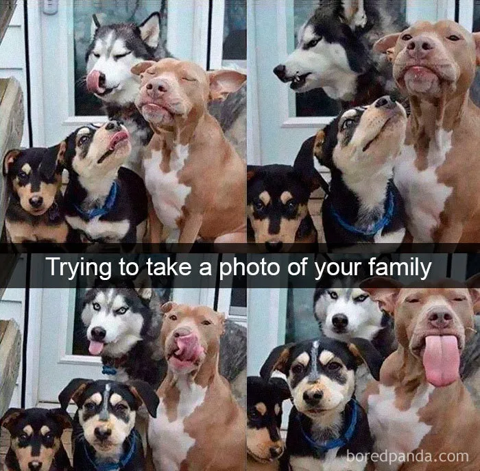 40 Funny And Cute Dog Snapchats That Will Hopefully Make Your Day