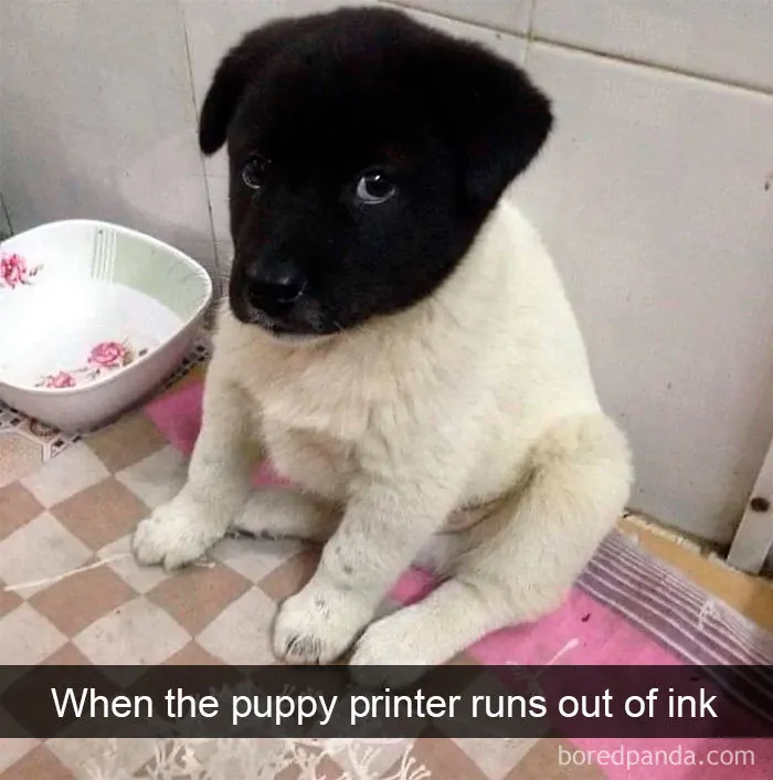 40 Funny And Cute Dog Snapchats That Will Hopefully Make Your Day