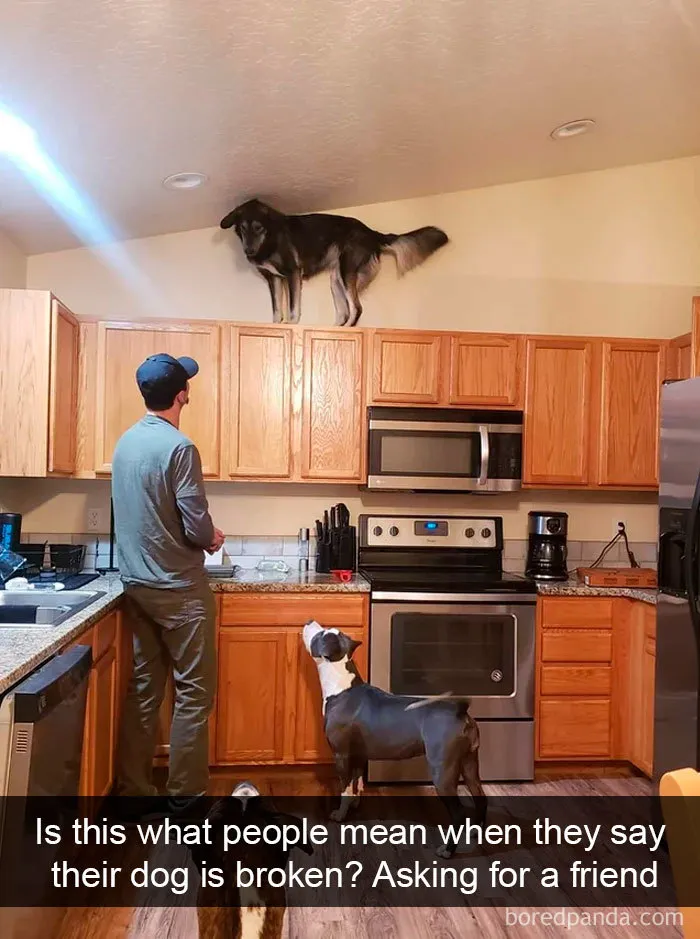 40 Funny And Cute Dog Snapchats That Will Hopefully Make Your Day