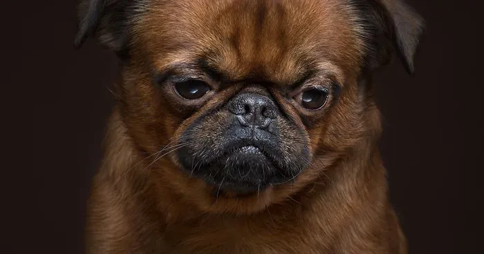 We Explore The Uniqueness Of Different Dog Breeds And Their Beautiful Personalities (17 New Pics)