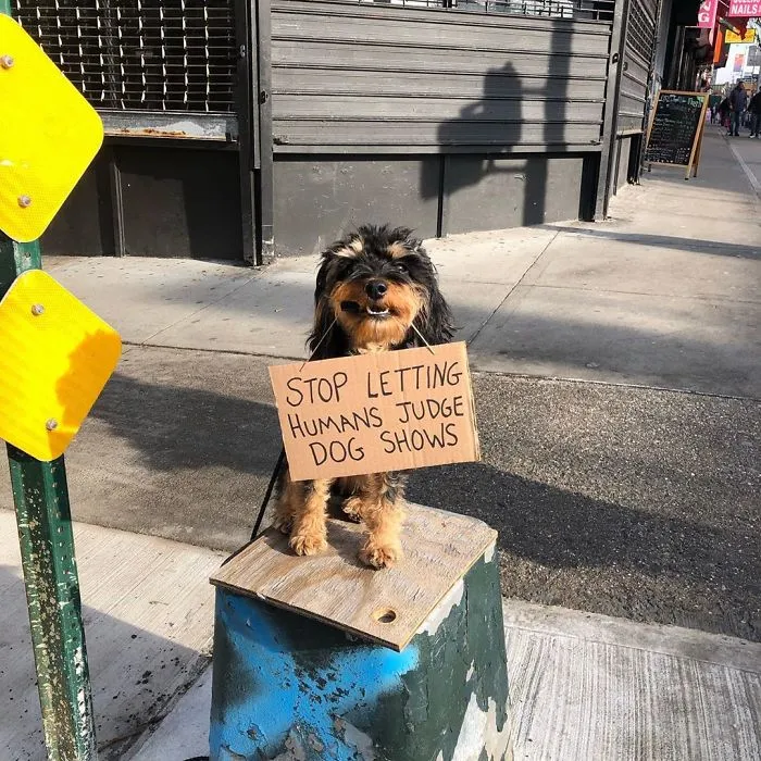 Dog Protests Annoying Everyday Things With Funny Signs (12 Pics)