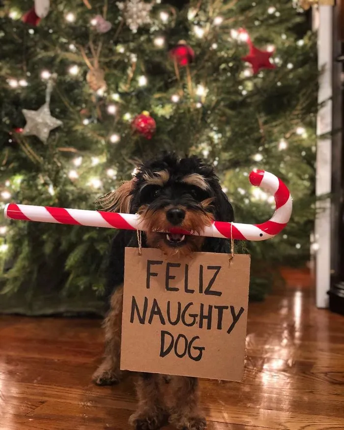 Dog Protests Annoying Everyday Things With Funny Signs (12 Pics)
