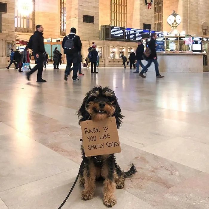 Dog Protests Annoying Everyday Things With Funny Signs (12 Pics)