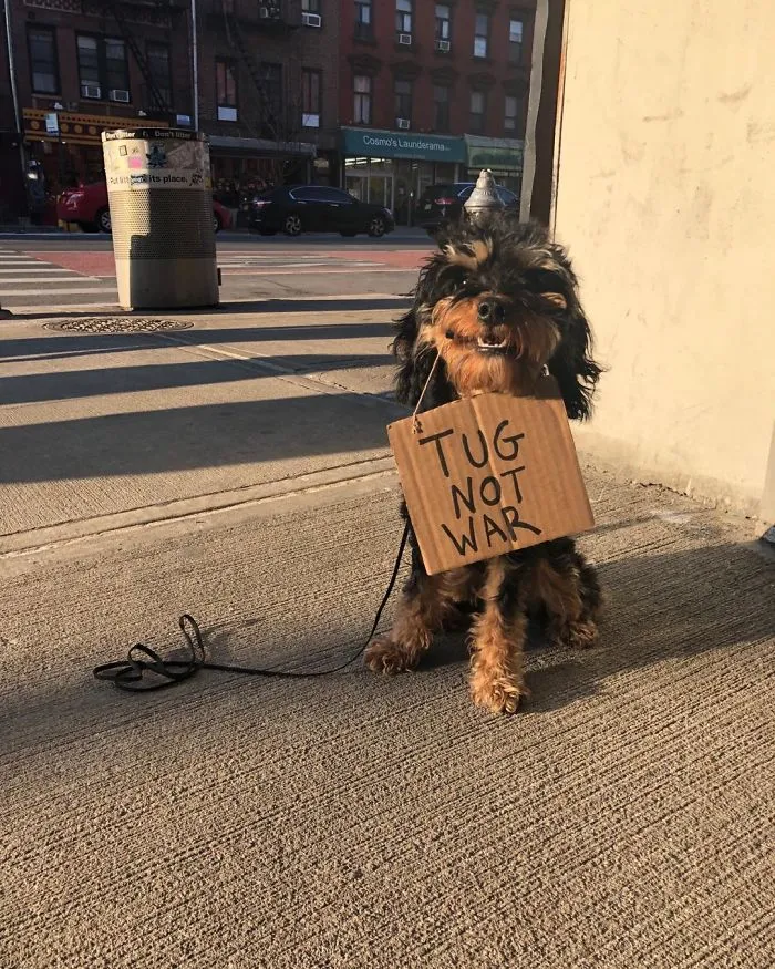 Dog Protests Annoying Everyday Things With Funny Signs (12 Pics)