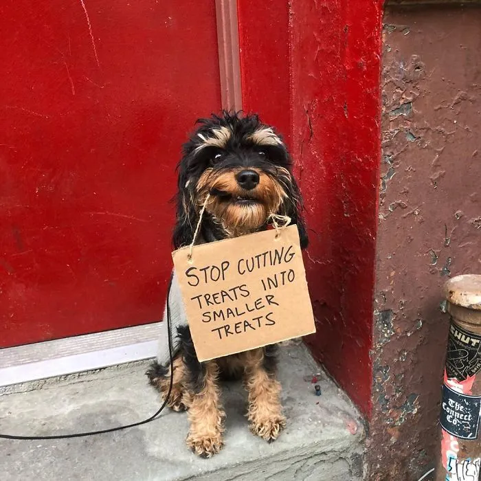 Dog Protests Annoying Everyday Things With Funny Signs (12 Pics)