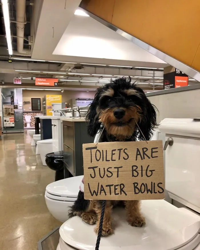 Dog Protests Annoying Everyday Things With Funny Signs (12 Pics)
