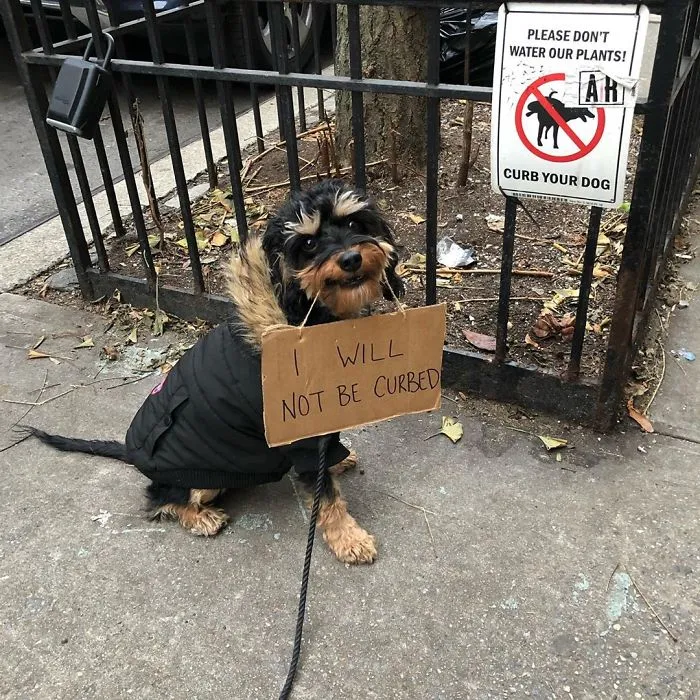 Dog Protests Annoying Everyday Things With Funny Signs (12 Pics)