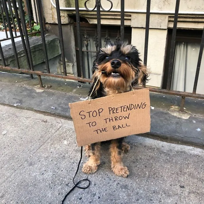 Dog Protests Annoying Everyday Things With Funny Signs (12 Pics)