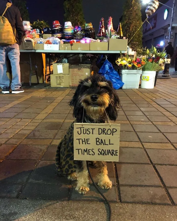 Dog Protests Annoying Everyday Things With Funny Signs (12 Pics)