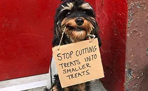 Dog Protests Annoying Everyday Things With Funny Signs (12 Pics)