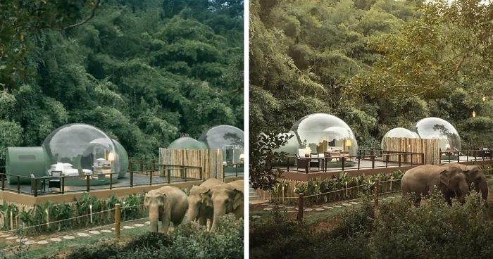 For $585 A Night, You Can Sleep In A See-Through Jungle Bubble That's Surrounded By Rescue Elephants