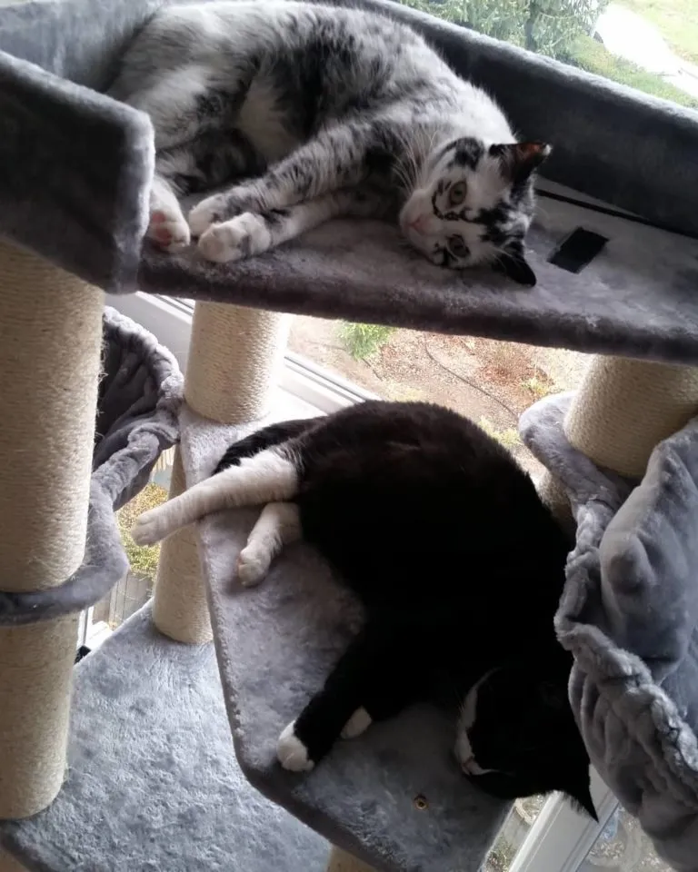 Woman Adopts Kitten With Vitiligo And Watches Her Amazing Transformation